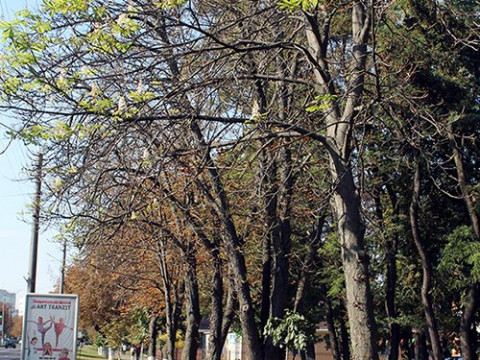 У Борисполі вдруге зацвіли каштани