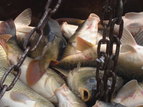 На Макарівщині браконьєри ловили рибу за допомогою "парашута" (ВІДЕО)