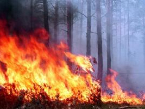 Рятувальники попереджають про небезпечний рівень пожежної небезпеки на Київщині 