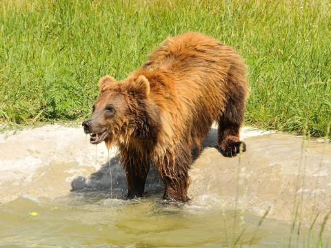 До Коцюбинського переїхав притулок для врятованих ведмедів