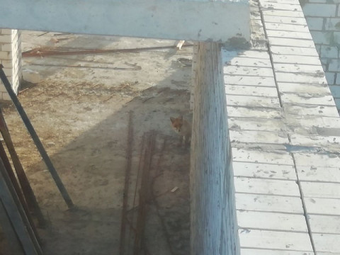 Під Києвом на даху багатоповерхівки бігала лисиця 