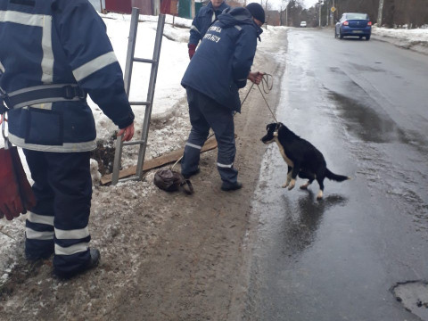 На Київщині пожежники продовжують рятувати тварин 