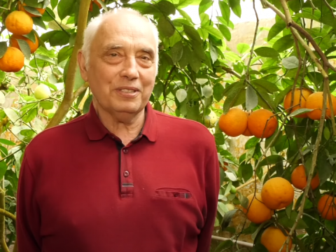На Броварщині фермер вирощує екзотичні фрукти в теплицях (ВІДЕО)