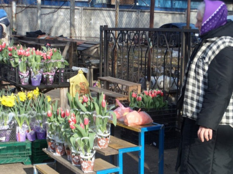 У Броварах затвердили плату за торгівлю квітами, розсадою і саджанцями (ФОТО)