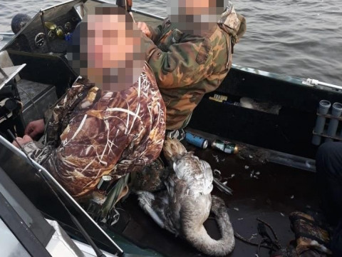 На Канівському водосховищі застрелили лебедя (ФОТО)