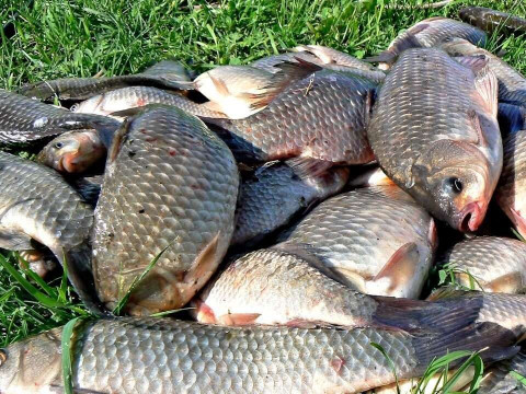 На Володарщині браконьєри витягнули зі ставу риби на понад 14 тис грн (ФОТО)