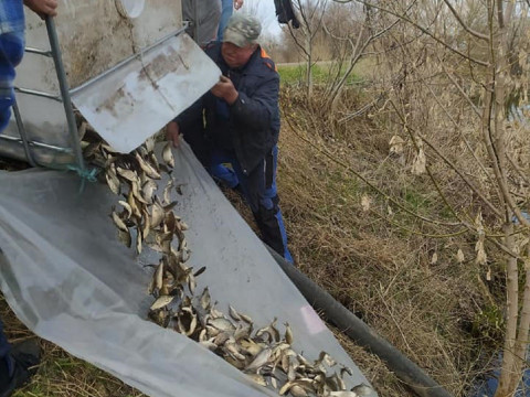 До миронівського "газового" ставка випустили понад 300 кг риби