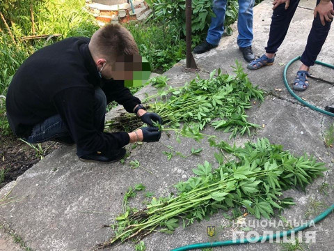 У Києво-Святошинському районі поліцейські виявили посіви коноплі