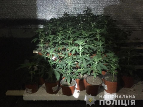 На Кагарличчині чоловіку оголосили підозру за зберігання та вирощення наркозілля