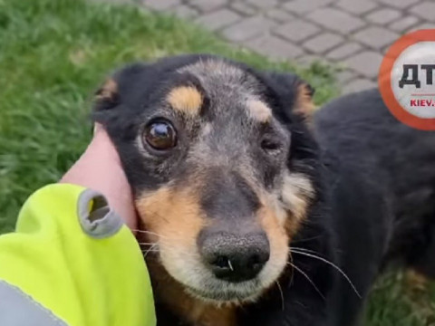 У Бородянці пес, який постраждав від шкуродерів, шукає домівку