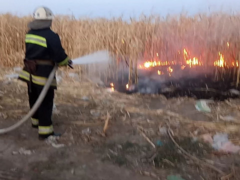 На Таращанщині вогонь знищив кукурудзяне поле