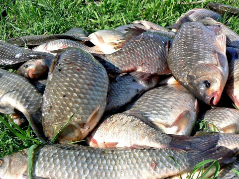 На Бориспільщині браконьєр сітками ловив понад 100 кг риби (ВІДЕО)
