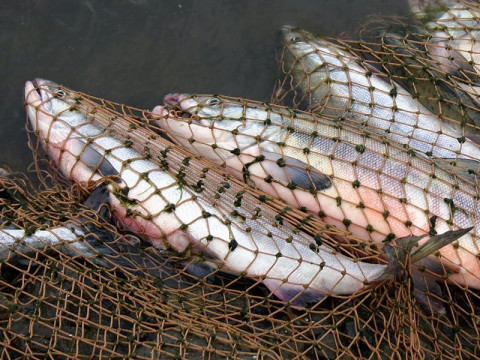 На Макарівщині браконьєри ловили рибу "парашутом"