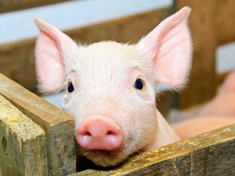 Африканська свиняча чума дісталася ферм Білоцерківщини