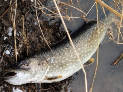 У річці на Макарівщині зафіксували масовий замор риби (ФОТО, ВІДЕО)