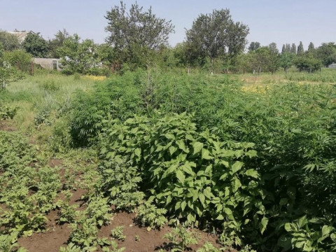 Правоохоронці Київщини ліквідували конопляні плантації в двох районах області (ФОТО)