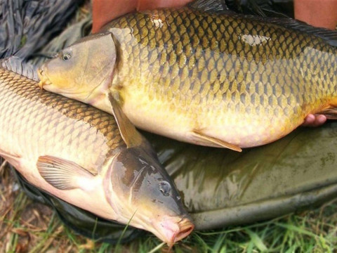 В Яготині браконьєр за допомогою сіток зловив 14 кг риби (ФОТО)