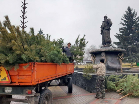 У Миронівці для створення новорічної ялинки використали близько 200 дерев