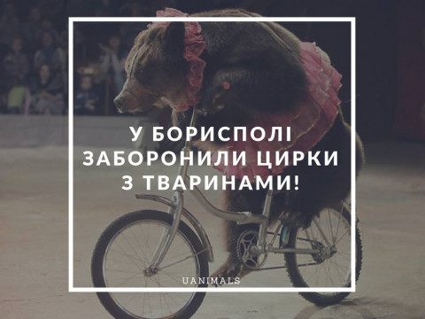 Цирк з тваринами у Бориспіль більше не приїде