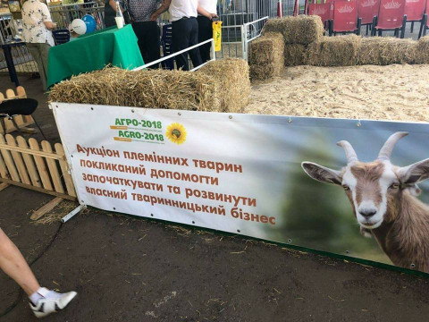 Депутат Київоблради продавав племінних тварин на виставці "Агро-2018" (ФОТО)