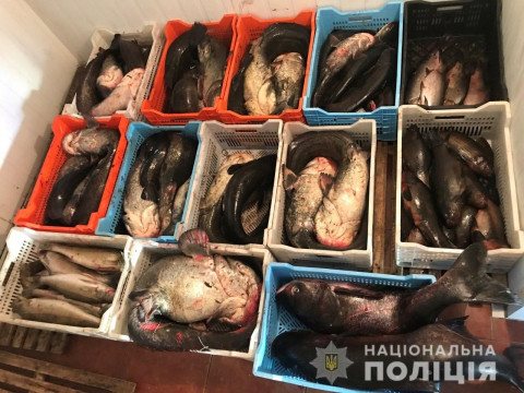 На Вишгородщині браконьєри виловлювали риби на півмільйона грн щомісяця