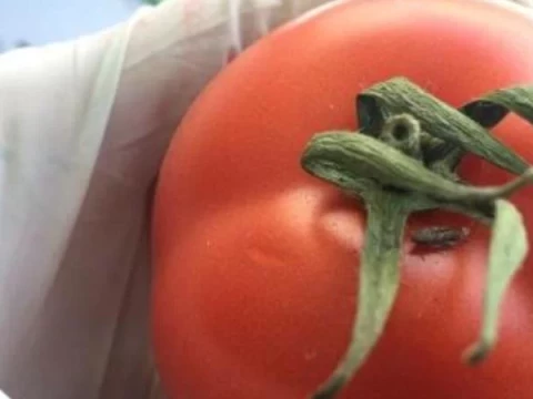 У Київській області державні фітосанітарні інспектори виявили заражені помідори (ФОТО)