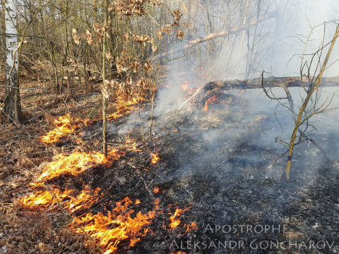 На Бородянщині спалахнула страшна лісова пожежа (ФОТО)