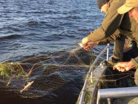 На Київському морі браконьєр наловив 21 кілограм риби (ФОТО) 