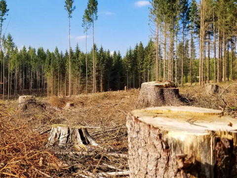 Держлісохорона Київщини: як працівники міфічної структури покривають незаконні вирубки дерев