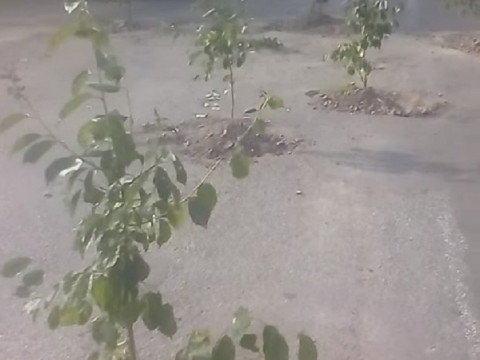 У Баришівській ОТГ вирішили в ямах на дорозі висадити дерева (ВІДЕО)