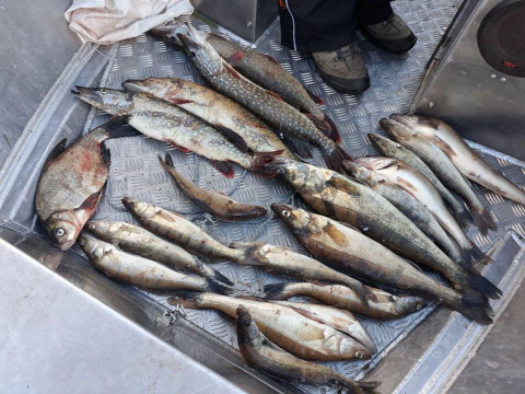 Браконьєри на Київщині вкрали риби на 22 тисячі (ФОТО)