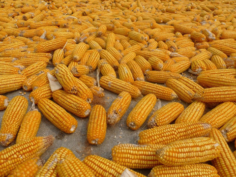На Київщині більше половини врожаю зерна припадає на кукурудзу