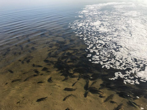 Води Київщини поповнились рибними ресурсами (ФОТО) 