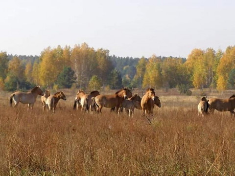 У Чорнобильській зоні акліматизувалися коні Пржевальського (ФОТО)