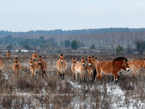 У Чорнобилі померли коні Пржевальського (ФОТО)