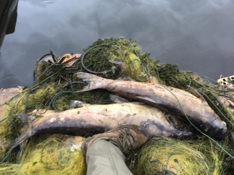 У Київському водосховищі браконьєри залишили сотні метрів покинутих сіток з рибою (ФОТО)