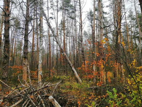 На Макарівщині "вмирає" ліс 