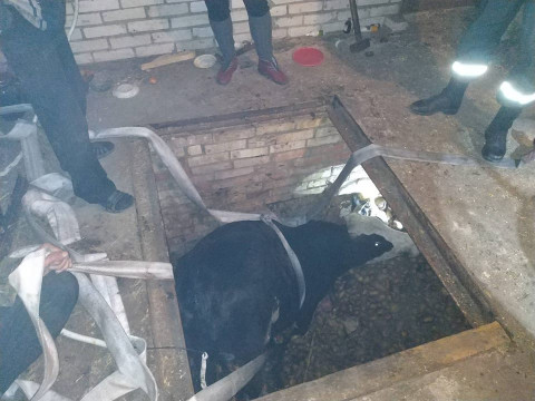 В Іванківському районі рятувальники витягнули корову з погреба