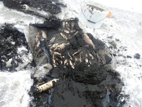 Через скандального забудовника в Ірпені гине риба