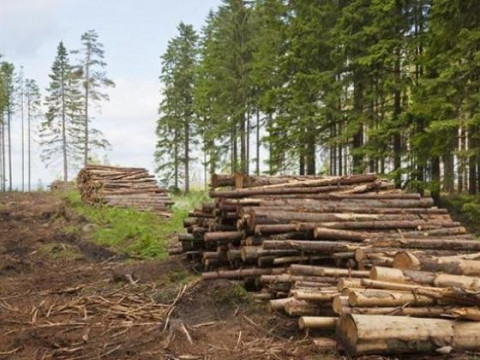 На Київщині депутати незаконно вирубували ліс
