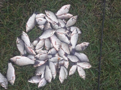На Макарівщині браконьєри ловили рибу варварським способом