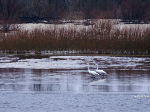 У Чорнобиль після сильних морозів повернулися лебеді (ФОТО)