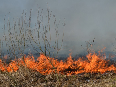 Поліцейські Київщини нагадали про адміністративну відповідальність за спалювання сухостою