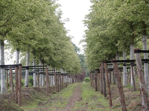 На Київщині липи для Меморіалу Небесної Сотні чекають висадки уже три роки