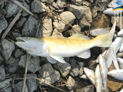 Стали відомі подробиці загибелі риби в Яготині  (ФОТО)