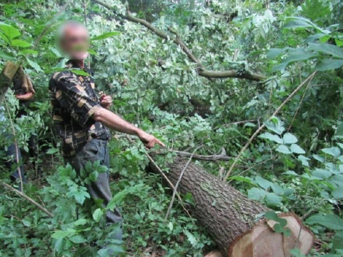 Чоловік  нарубав на території Миронівської ОТГ дубів майже на 100 тис грн