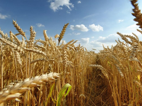 На Київщині завершили жнива ранніх зернових