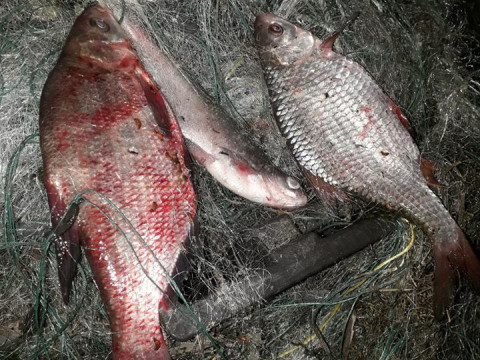  За п’ять днів води Київщини збідніли на 162 кг риби (ФОТО)