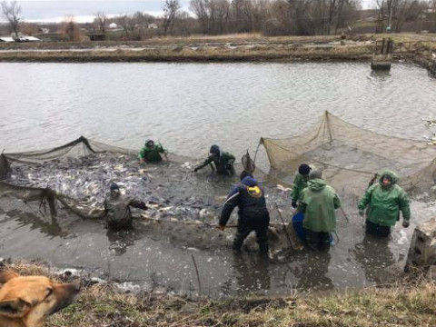 Води Фастівщини поповнилися майже 12 тоннами риби (ФОТО)