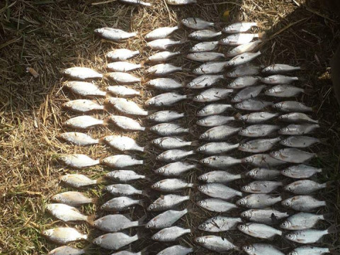 На Київщині за дев’ять днів браконьєри наловили риби на 17 тис грн (ФОТО)